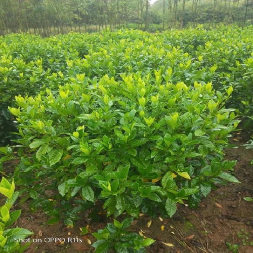 大叶栀子花球价格 大叶栀子花杯苗 大叶栀子球 大叶栀子花小苗