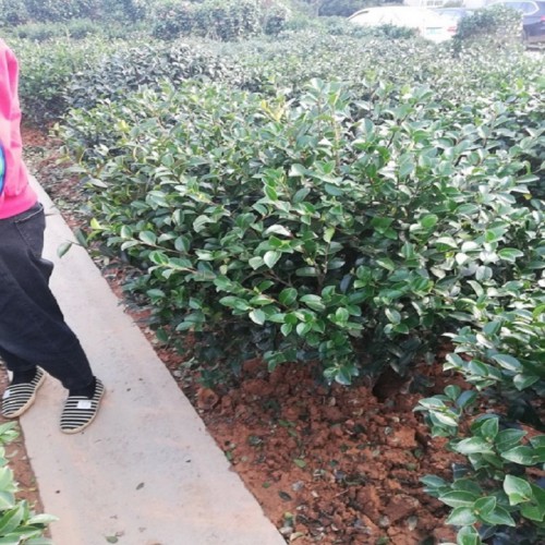 茶梅球  茶梅球价格 茶梅价格 各种规格茶梅球