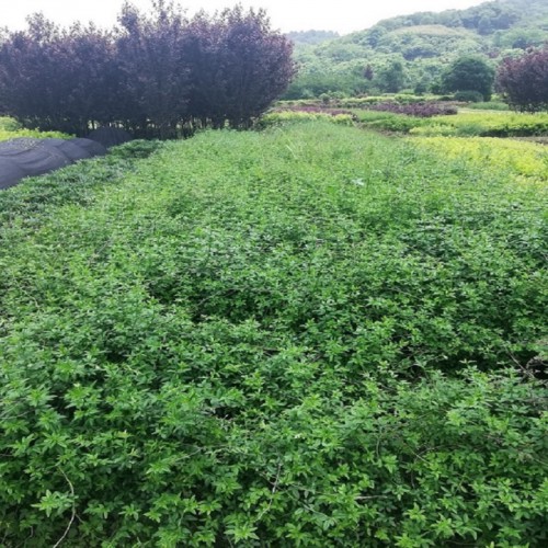 迎春花价格 迎春小苗价格 迎春花小苗 黄素馨价格 金腰带价格