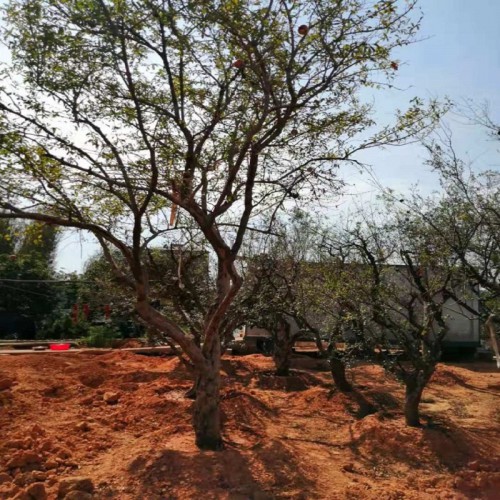 10-30公分果石榴价格 果石榴桩景价格 果石榴盆景价格