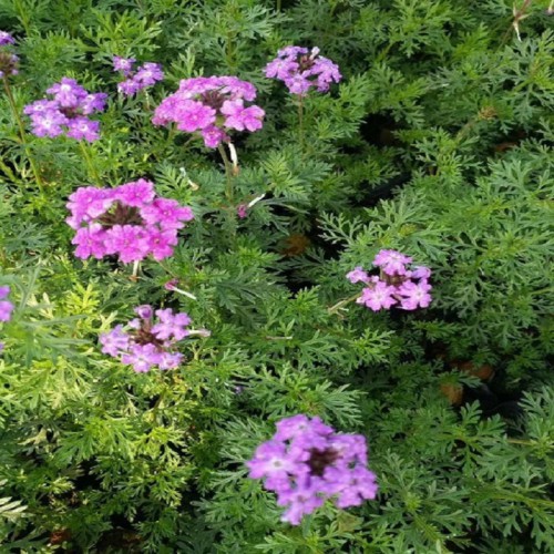 美女樱 美女樱小苗 美女樱价格 美女樱小苗价格