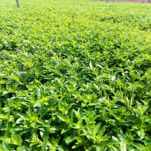 满天星小苗 满天星价格 满天星小苗价格 满天星小毛球