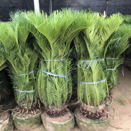 苏铁 苏铁价格 多杆苏铁价格 铁树价格 各种规格苏铁批发