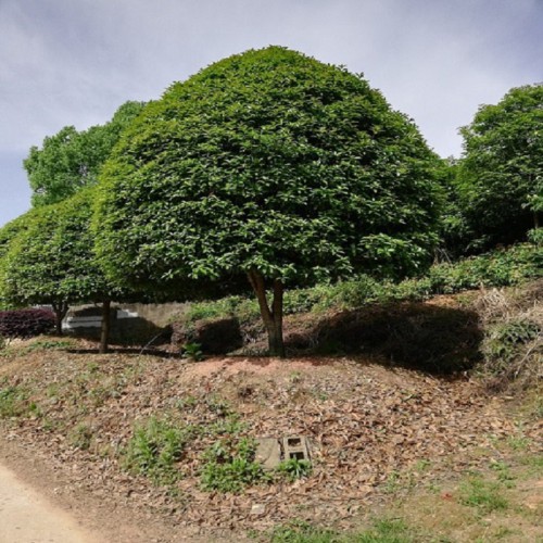 桂花树 桂花树价格 各种规格桂花树批发价格