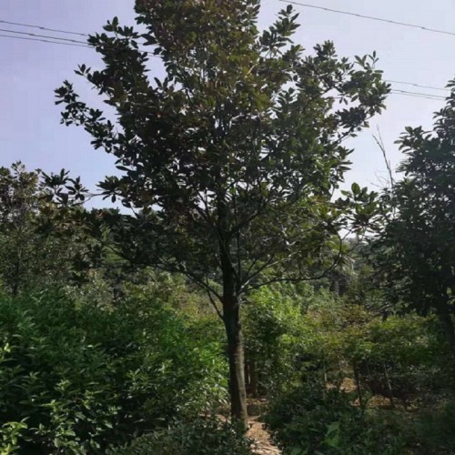 广玉兰价格 广玉兰树价格 广玉兰树 各种规格广玉兰批发