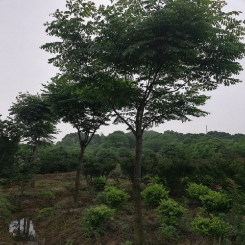 栾树 栾树价格 各种规格栾树