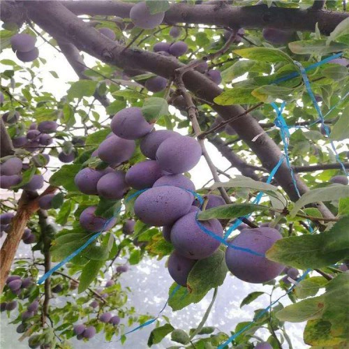 灯笼果苗 灯笼果树苗