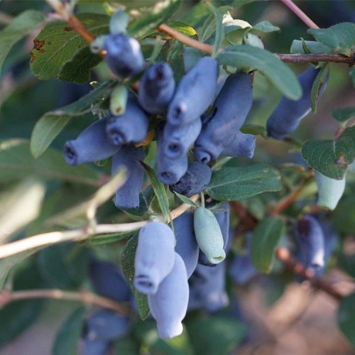 蓝靛果苗 蓝靛果树苗