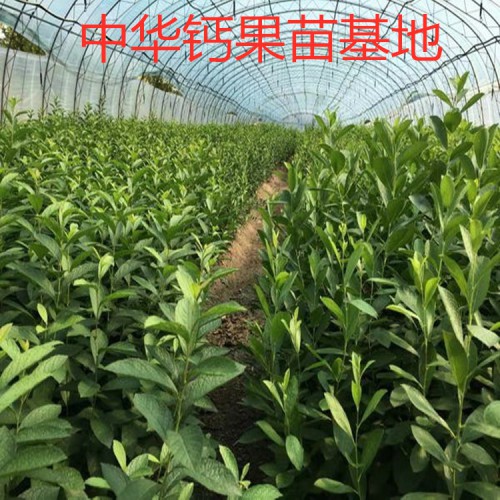 钙果苗 钙果树苗