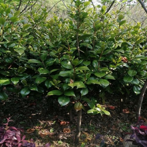 茶花 茶花球 茶花球价格 茶花树苗苗木厂家商品批发价格