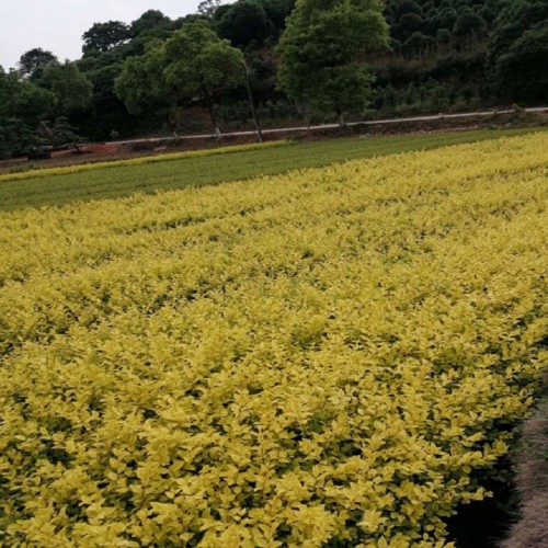 金叶女贞 金叶女贞小苗价格 金叶女贞苗木厂家商品批发价格