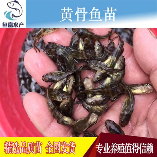 黄骨鱼苗厂家  品种多样