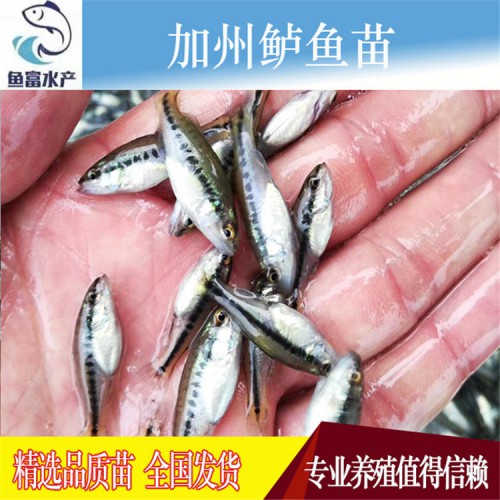 加州鲈鱼苗