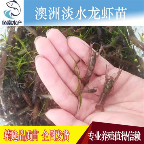 澳洲龙虾苗  澳洲淡水龙虾