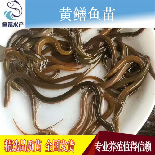 黄鳝种苗价格  水产种苗