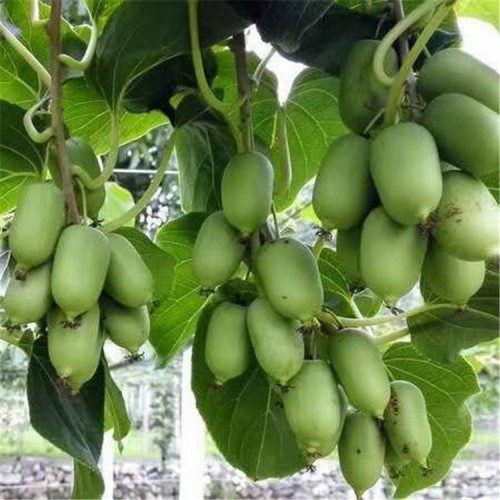 软枣子苗 软枣子苗厂家