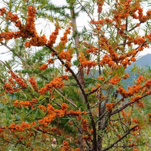 沙棘苗 沙棘树苗