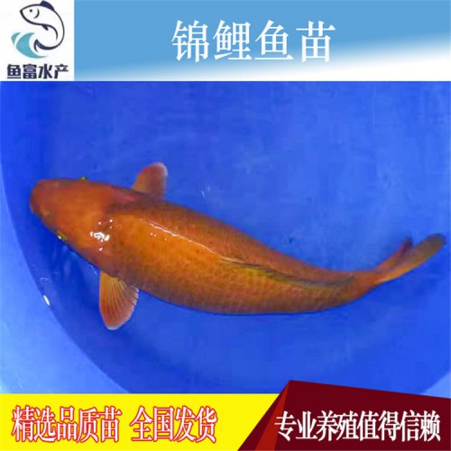 锦鲤鱼苗价格