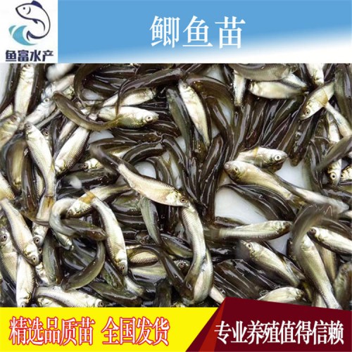 鲫鱼苗