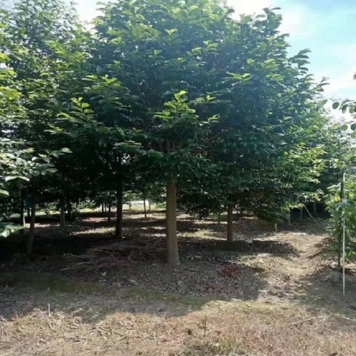 乐昌含笑价格 景叶白兰价格