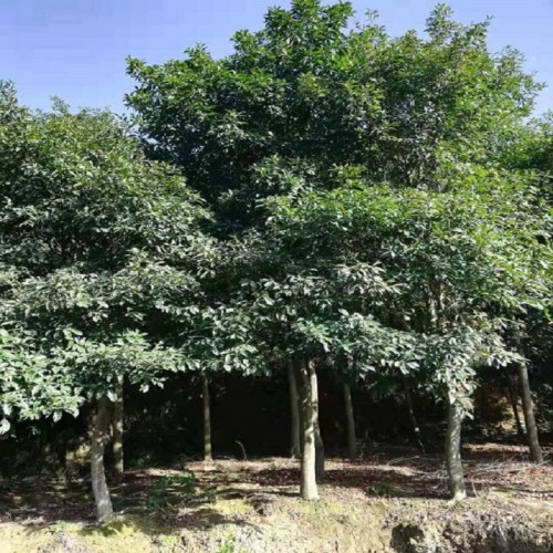 杜英树 杜英树价格 杜英价格