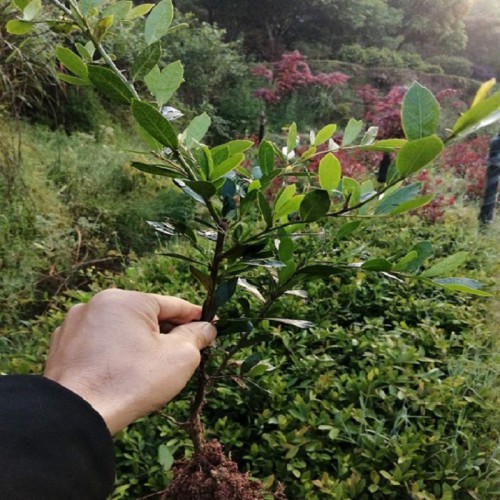 中华蚊母小苗价格 蚊母小苗价格 小叶蚊母小苗价格