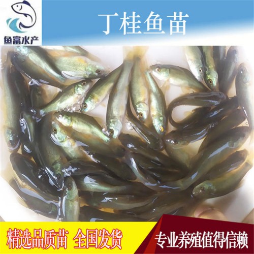 丁桂鱼苗价格