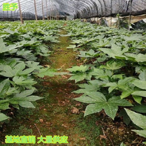 八角金盘小苗价格 八角金盘价格  八角金盘