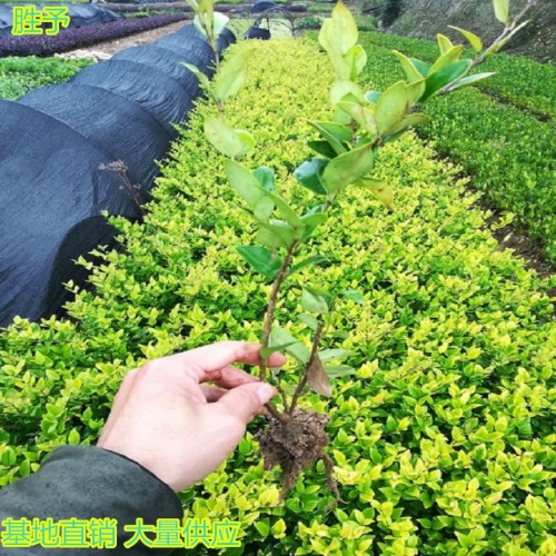 金森女贞小苗价格  金森女贞球价格 金森女贞价格