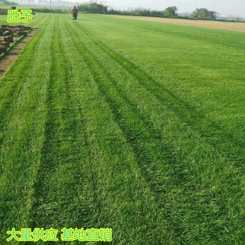 草皮价格 草坪皮 马尼拉草皮价格 混播草坪价格