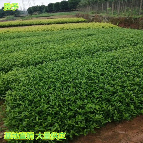 小叶栀子小苗价格 小叶栀子小苗 小叶栀子