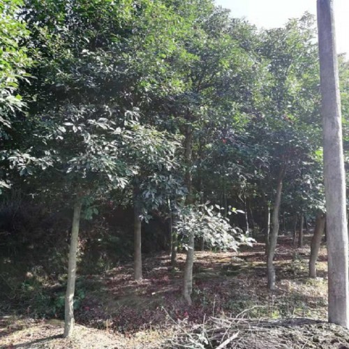 杜英树 杜英树价格 杜英价格