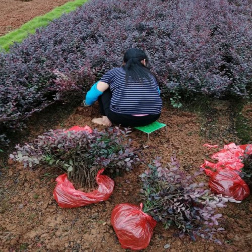 红花继木小苗 红花继木小苗价格 红花继木球 红花继木桩价格