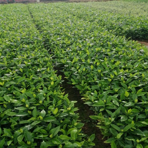 大叶栀子花小苗价格 大叶栀子花杯苗 大叶栀子球 大叶栀子花