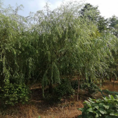 垂柳价格 垂杨柳价格 垂柳树价格