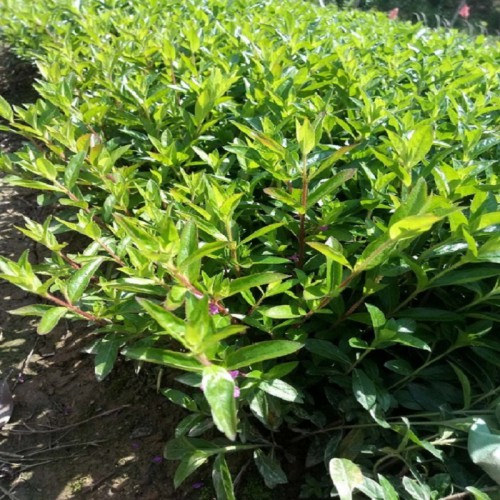 满天星小苗 满天星价格 满天星小苗价格 满天星小毛球