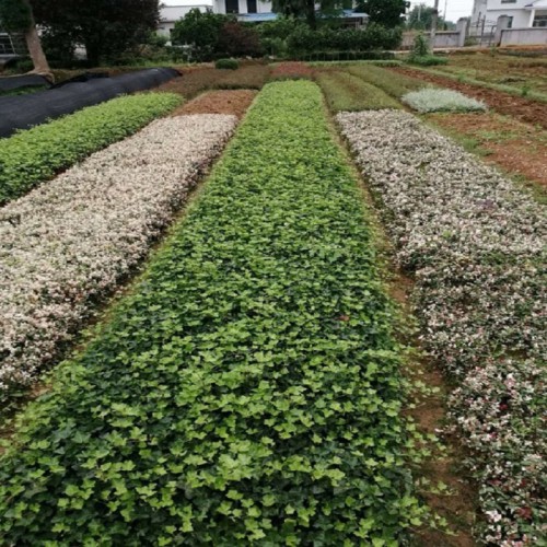 常春藤 常春藤价格