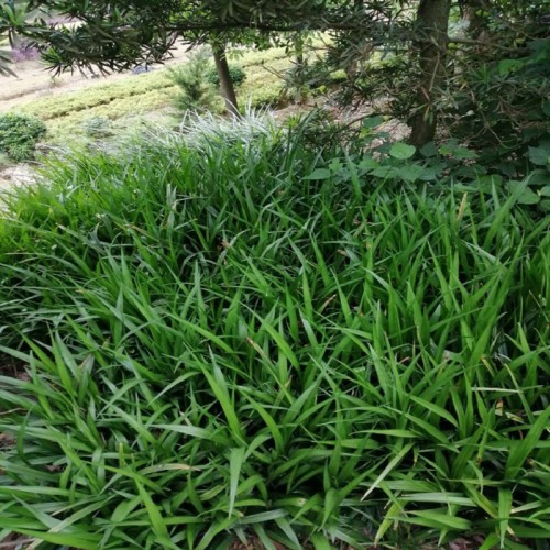 吉祥草 吉祥草价格 吉祥草小苗价格 紫衣草价格