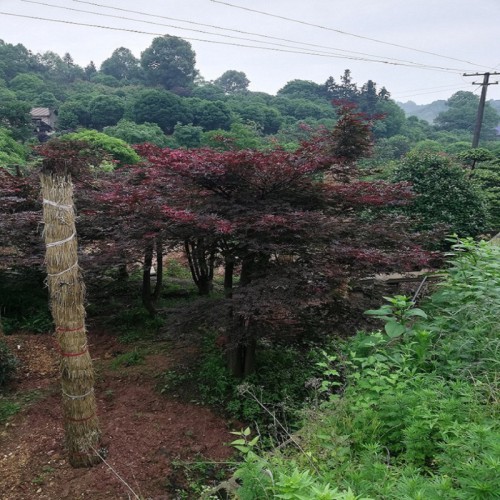 红枫价格 红枫树 移栽红枫 各种规格红枫批发价格 原生红枫