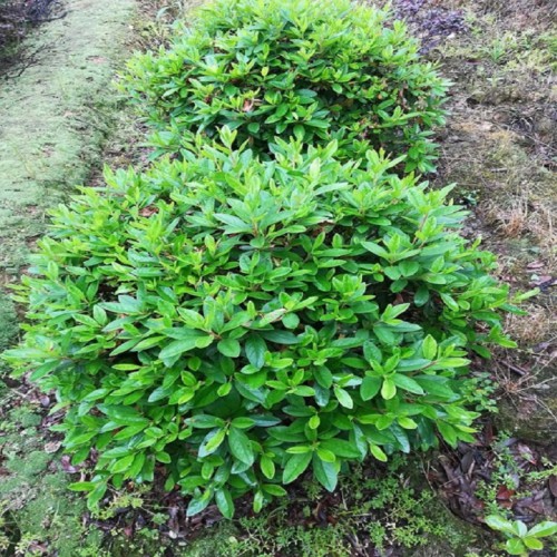 春鹃价格 春鹃小苗价格 杜鹃小苗 毛鹃小苗 春鹃球 杜鹃球