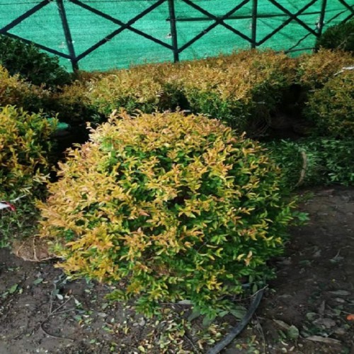 金冠女贞价格 金冠女贞小苗价格 金冠女贞球价格