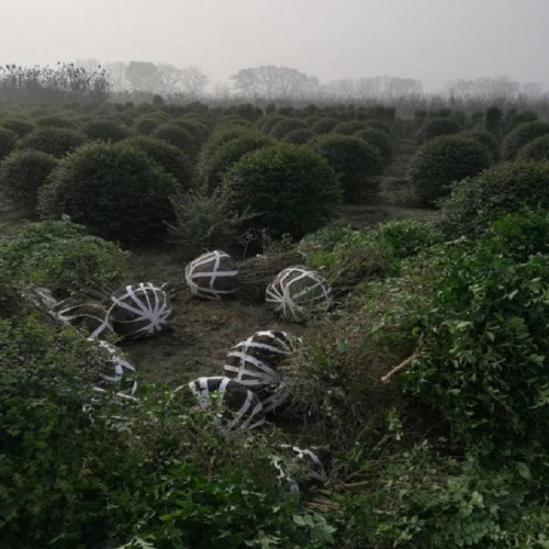 小叶女贞 小叶女贞球 小叶女贞球价格 小叶女贞柱价格
