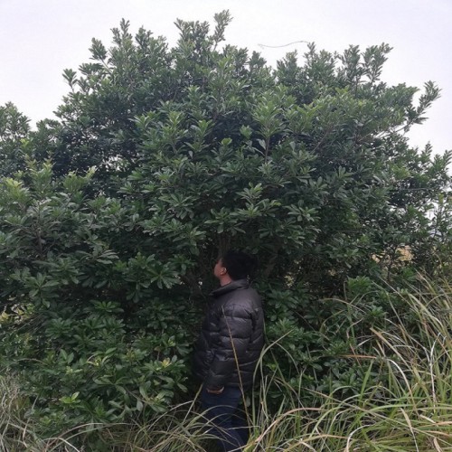 杨梅树 杨梅树价格 杨梅价格 各种规格杨梅树批发价格