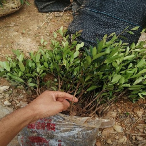 中华蚊母小苗价格 蚊母小苗价格 小叶蚊母小苗基地直销