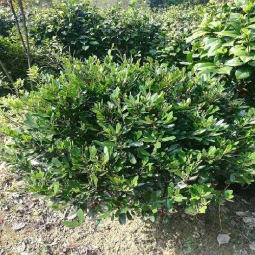 中华蚊母球价格 小叶蚊母球 80-100-120公分蚊母球