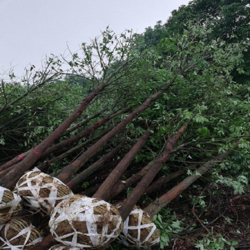 香樟   香樟树价格 10-12-15-18-20公分香樟树