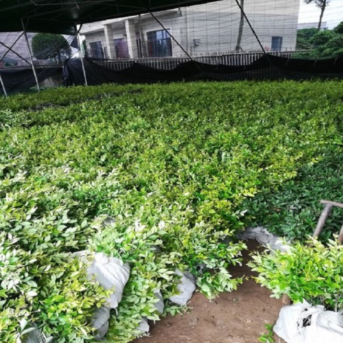 金森女贞杯苗 金森女贞小苗价格   金森女贞价格