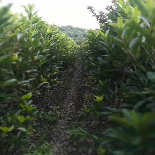 法国冬青价格 冬青价格 珊瑚价格 法国冬青