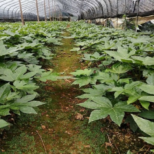 八角金盘小苗价格 八角金盘价格  八角金盘