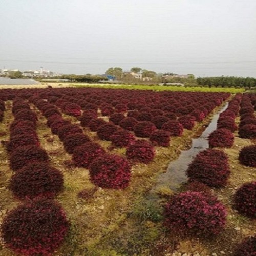 红花继木球价格   80-100-120-280公分红继木球